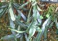 Drooping Tongue Fern / Elaphoglossum herminieri